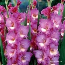 Гладиолус Виндсонг 5шт