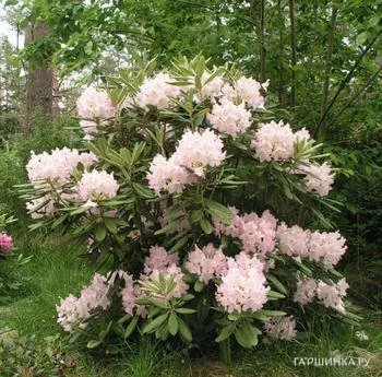 Рододендрон гибридный Ст. Мишель