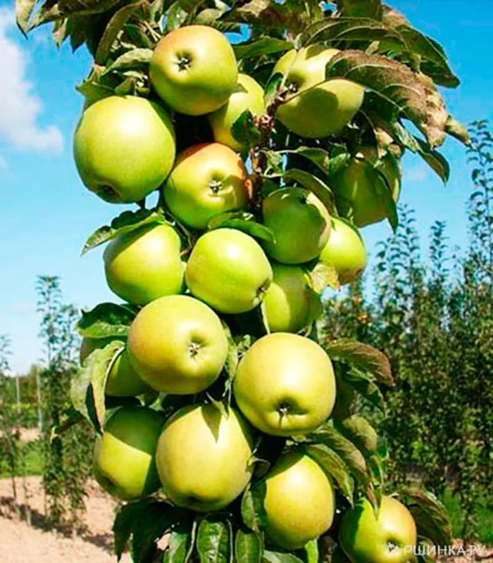 Яблоня Малюха колоновидная (лицензионная)