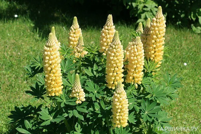 Люпин Yellow
