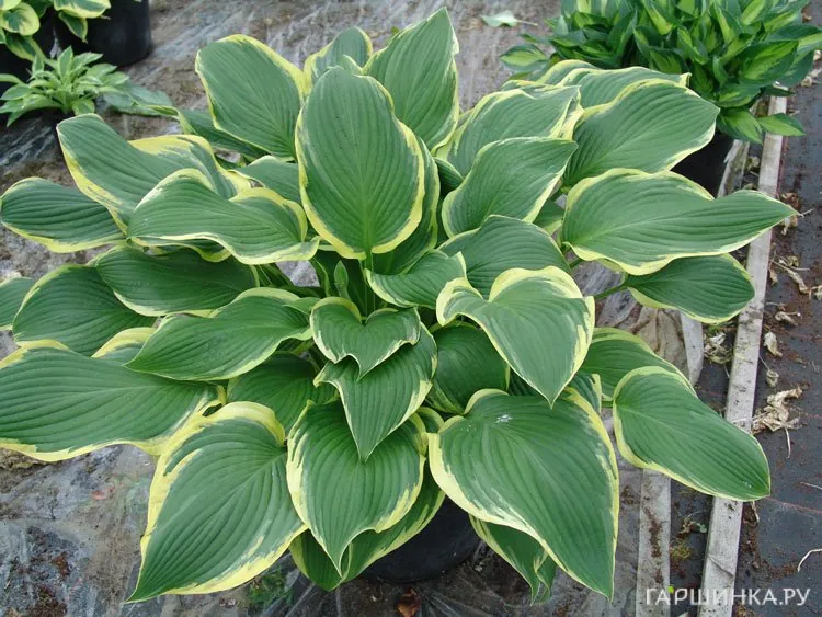 Хоста Еллоу ривер (ML)