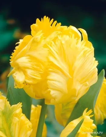 Тюльпан Иоко Пэррот попугайный 5шт