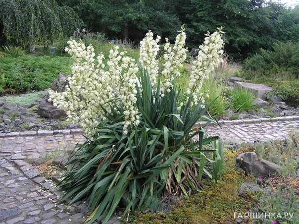 Юкка нитчатая