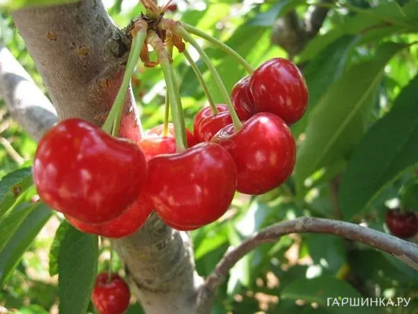 Вишня Заря Татарии