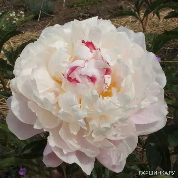 Пион Зюс Браун