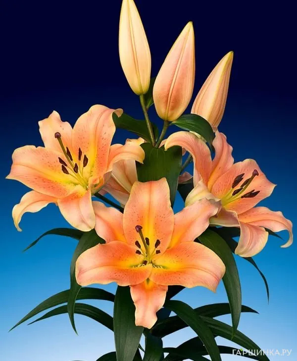 Лилия Зельмира ОТ-гибрид персиковая