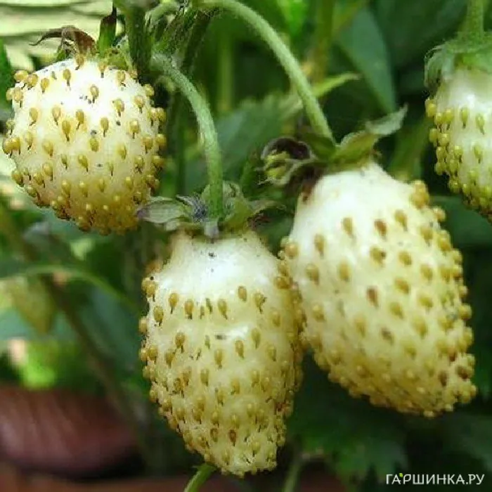 Земляника ремонтантная Белая душистая