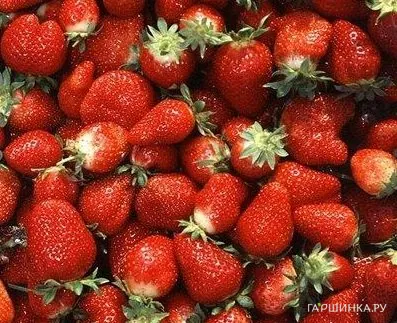Земляника Али-Баба ремонтантная