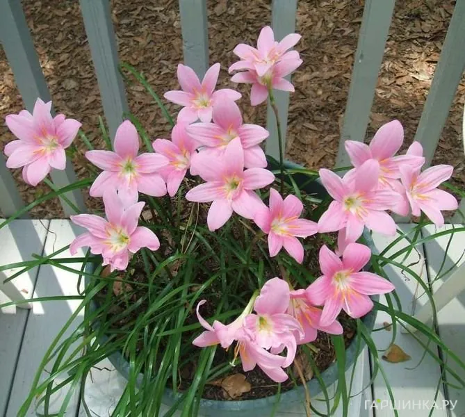 Зефирантес Робустус 10шт.