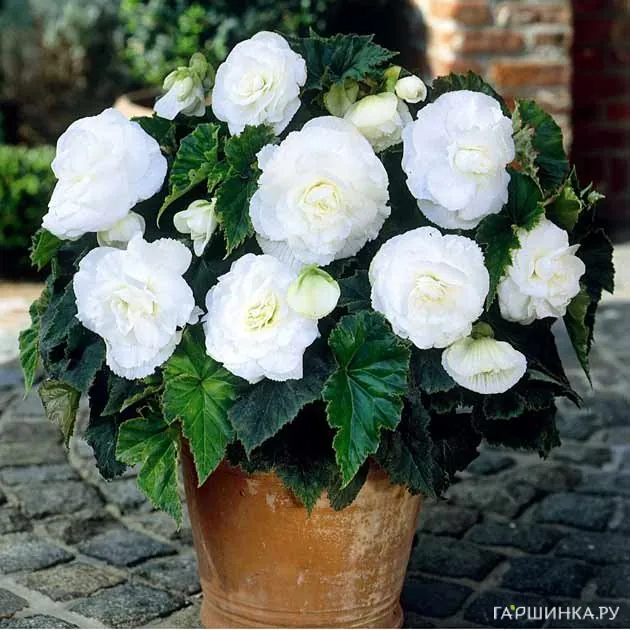 Бегония махровая Дубль Вайт