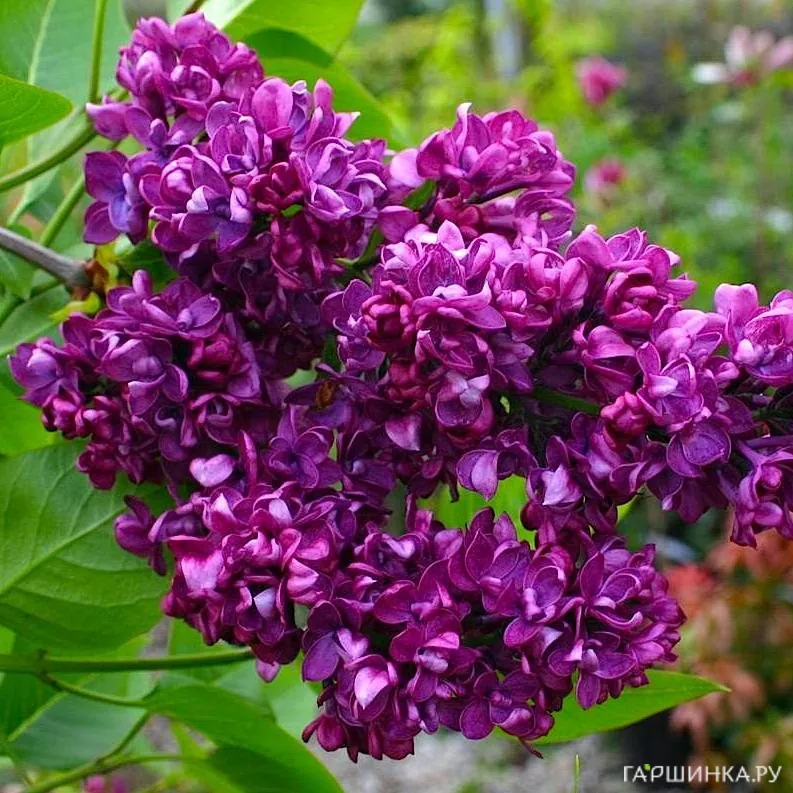 Сирень Чарльз Джоли (Шарль Жоли)