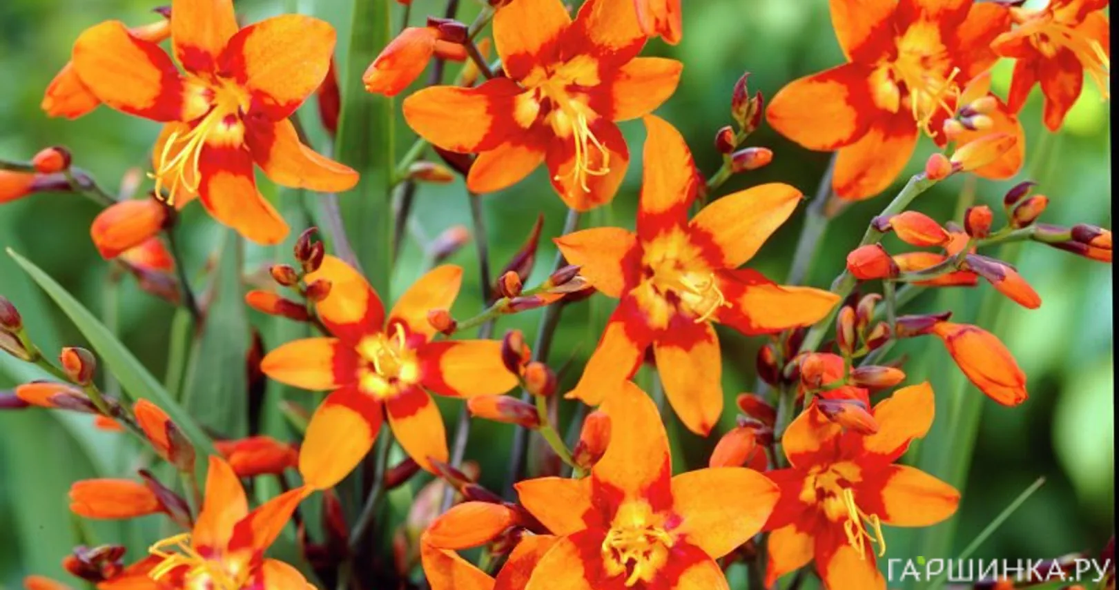 Крокосмия (монтбреция) МакКензи 5шт