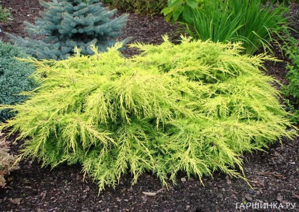 Можжевельник средний Голд Стар