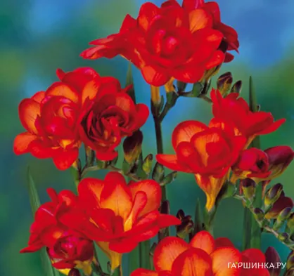 Фрезия махровая Дабл Ред 10шт.