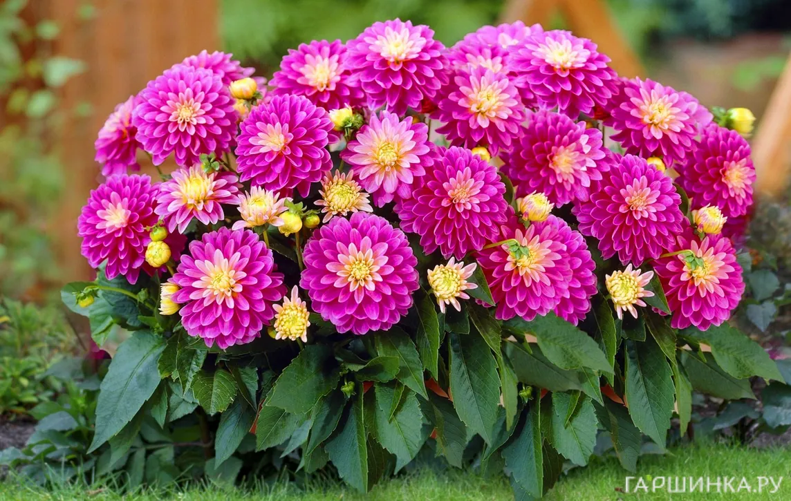 Георгина Геллери Рембрандт бордюрная