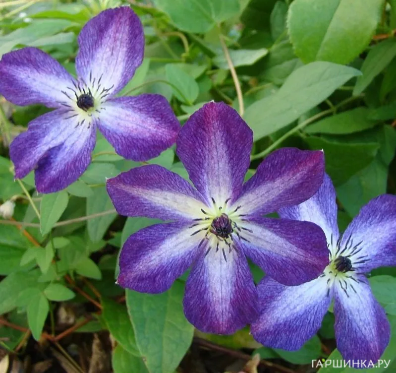 Клематис Веноза Виолацея крупноцветковый (3)