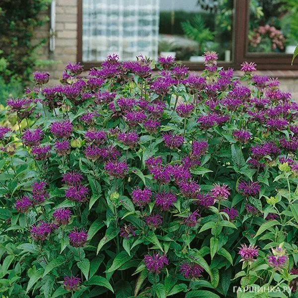 Монарда Скорпион