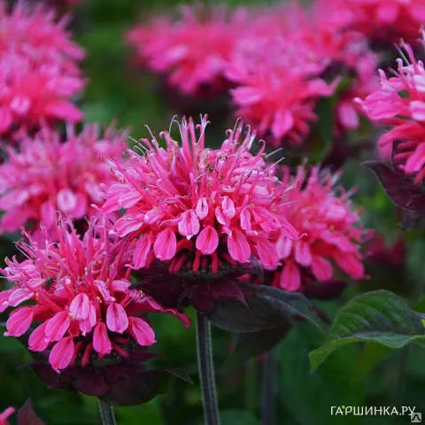 Монарда Пинк Лейс