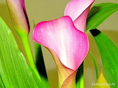 Калла Парфайт