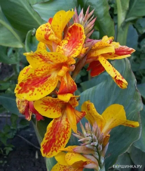 Канна Рейне Шарлотт