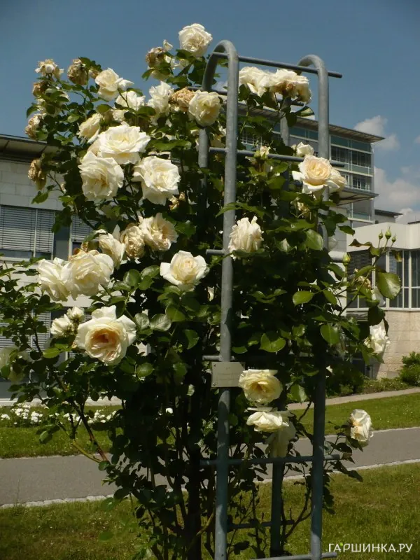 Роза Сноу Дэнс плетистая, Imperial Rose