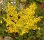 Спешиал Голд-3