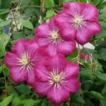 Виль де Лион-2