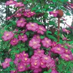 Виль де Лион-3