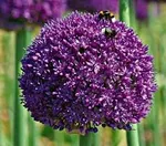 Амбассадор-2