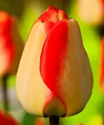 Американ Дрим-2