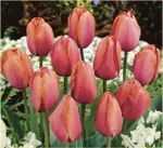 Априкот Импрешн-2