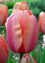 Априкот Импрешн-4