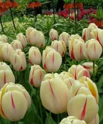  Бенинг Хат Дарвина -2