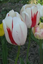  Бенинг Хат Дарвина -3