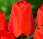 Дарвиоранж-2