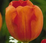 Дарвиоранж-3