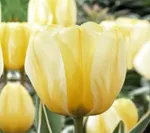 Джаап Грут-3