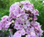 Флокс метельчатый Щербет Коктейл (SherbetCocktail)-3