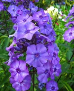 Флокс метельчатый Блу Парадайс (BlueParadise)-3