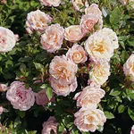 Роза Пич Клементин миниатюрная, Тантау-2