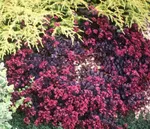 Очиток Бертрам Андерсон-3