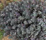 Очиток Бертрам Андерсон-2