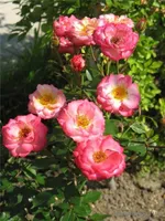 Роза Свит Симфони миниатюрная-4