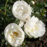 Роза Вайт Бебифлор миниатюрная, Тантау-4