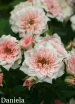 Роза Даниела миниатюрная-1
