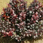 Дартс Ред Леди-1