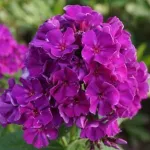 Флокс метельчатый Роберта (Roberta)-1