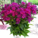 Флокс метельчатый Роберта (Roberta)-2