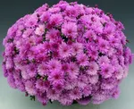 Хризантема Мультифлора Бранперфест Пурпл (Branperfect Purple)-1