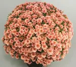 Хризантема Мультифлора Бранпетит Салмон (Branpetit Salmon)-1